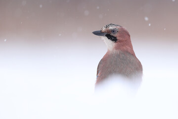 Sójka, (Garrulus glandarius) jay © Bartosz Rakoczy