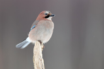 Sójka, (Garrulus glandarius) jay © Bartosz Rakoczy
