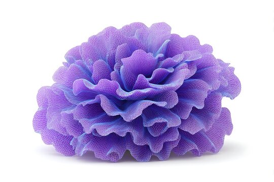Vibrant purple flower isolated on white background