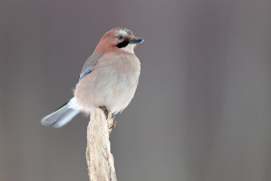 S&oacute;jka, (Garrulus glandarius) jay