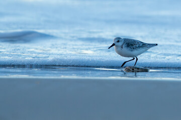 Birdwatching on the beach at dawn.
