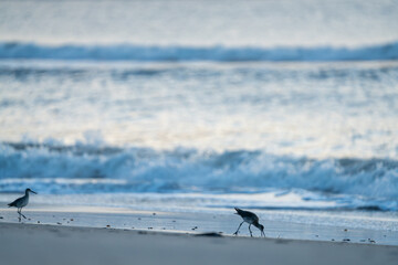 Birds on the beach in the morning.