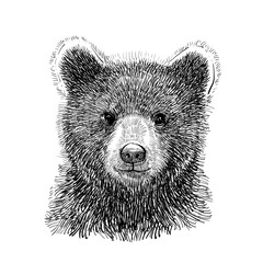 Pen animal head sketch of bear cub with hatching drawing style  © Irfan