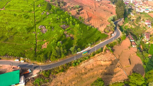 Aerial top-down view of a curved rural road cutting through vibrant green tea plantation fields in Ooty, Tamil Nadu, highlighting terraced farming patterns, hillside landscapes, agricultural land use,