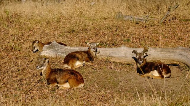 Wild mouflons lying near a log and ruminating in sunlight