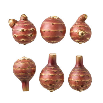 Detailed depictions of three oca tubers in various orientations showcasing their unique shapes on transparent background