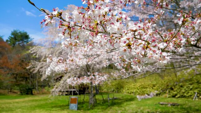 【4Kドローン映像】空から捉える一本桜 ― 春に咲く日本の象徴