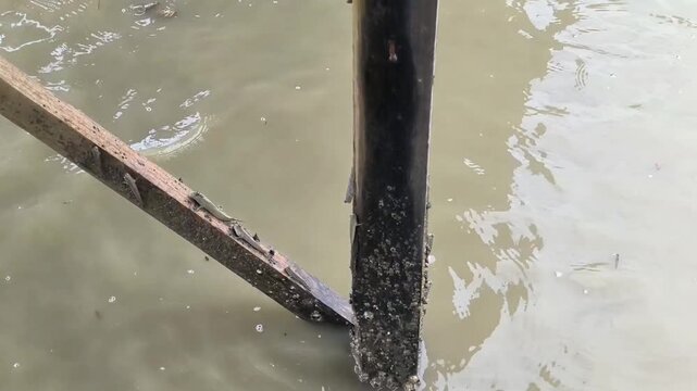 Mudskipper Climbing a Vertical Wooden Post in Mangrove Water