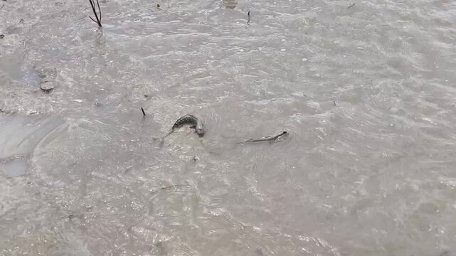 Pair of Mudskippers Interacting in Shallow Mangrove Swamp Water