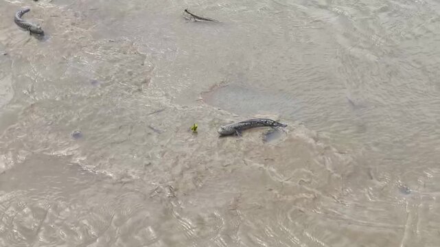 Close-up of Mudskipper on Soft Mud Surface in Tropical Wetlands