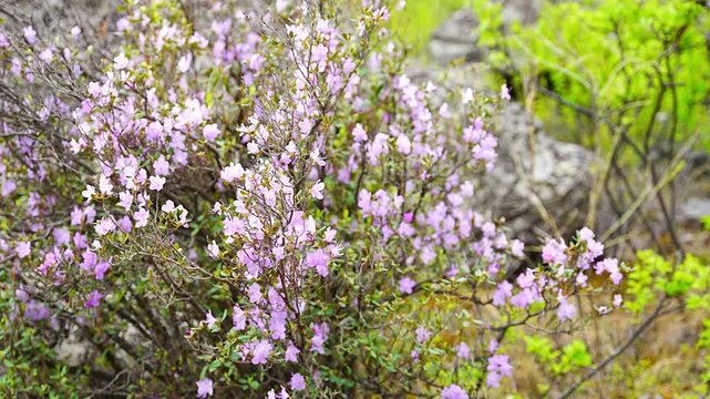 Blooming maralnik on mountain slopes in Chulyshman valley Altai Russia Bright spring symbol of wild Altai nature and seasonal renewal