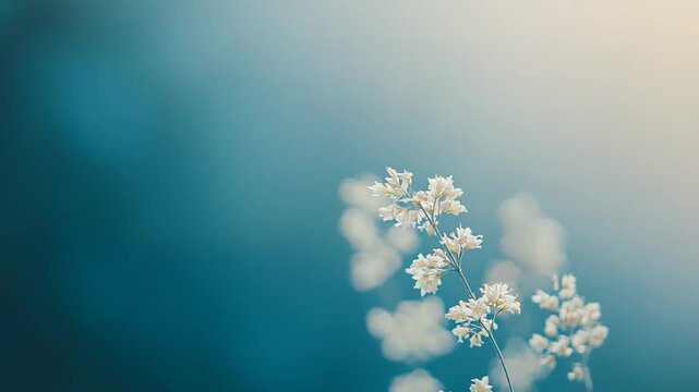 Delicate white wildflowers, with their soft petals, are blooming against a tranquil, blurred deep blue background, creating a serene and natural scene
