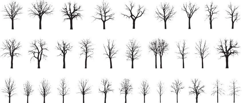Set of bare trees without leaves on white background