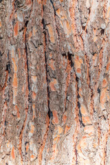 Obraz premium Old wood pine bark texture or background.