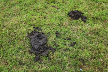Fototapeta premium Cow dung - animal droppings in the grass. Ireland agriculture.