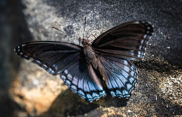 butterfly on a rock