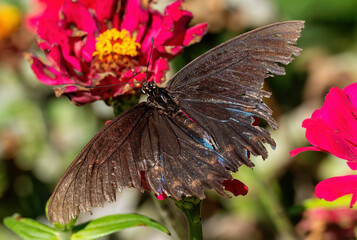 butterfly on flower