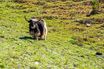 Wild Yak grazing on green spring meadow in Altai mountains Russia. Majestic animal in natural Siberian mountain landscape