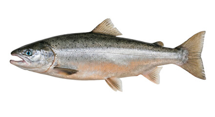 Obraz premium Freshwater Atlantic Salmon Fish Swimming One Animal Open Mouth isolated on transparent background
