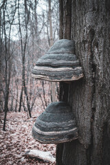 old stump in forest with big mushrooms