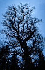 silhouette of a tree
