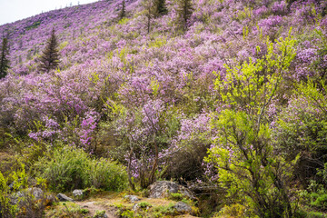 Flowering Moralnik shrub in the mountains of Chuysky Trakt Altai Russia. Native Siberian plant blooming in mountain landscape.
