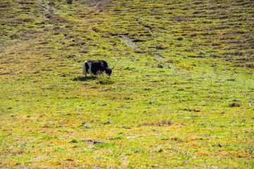 Wild Yak grazing on green spring meadow in Altai mountains Russia. Majestic animal in natural Siberian mountain landscape