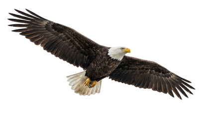 Fototapeta premium Majestic Bald Eagle Flying Wings Extended Fierce Predator Bird of Prey Hunting Freedom Symbol isolated on transparent background