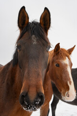 Fototapeta premium Curious horses looking directly into camera in snowy winter field, close-up rural animal portrait with natural curiosity and gentle character