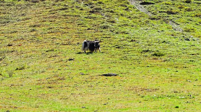 Wild Yak grazing on green spring meadow in Altai mountains Russia. Majestic animal in natural Siberian mountain landscape