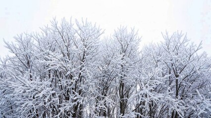 Snow covered trees in winter landscape