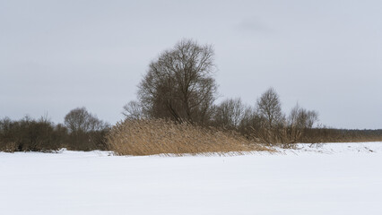 Winter reeds and leafless trees emerging from snowy frozen landscape, conveying stillness, minimalism, solitude and quiet northern countryside