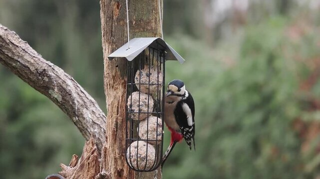 Buntspecht, Great Spotted Woodpecker