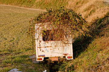 ツルに覆われた古い車