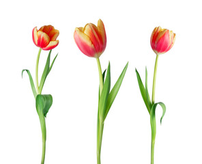 Obraz premium Three red tulips close-up on a white background