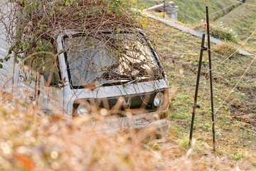ツルに覆われた古い車