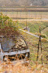 ツルに覆われた古い車