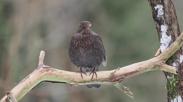 Amsel, Schwarzdrossel, Turdus merula