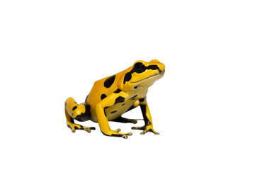 Bright yellow poison dart frog with black spots
