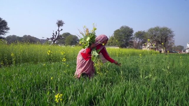 A woman farmer uprooting unwanted mustard plants in wheat field. Happy lady harvesting grass in farm. Lady wearing saree. Countryside Agriculture concept. collecting plants for feeding animals.
