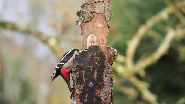 Buntspecht, Great Spotted Woodpecker
