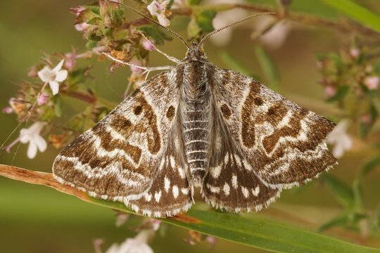 A Mother shipton moth, Callistege mi, of which the forewing markings appear to show an old lady or witch's head.