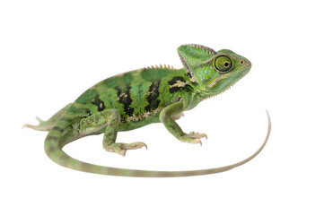 Naklejka premium Green chameleon with patterned skin on black