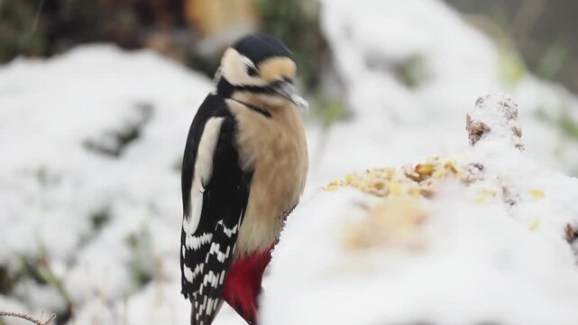 Buntspecht, Great Spotted Woodpecker
