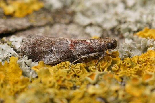 Closeup on a small micro moth thicket knot-horn , Acrobasis suavella on a lichen covered piece of wood