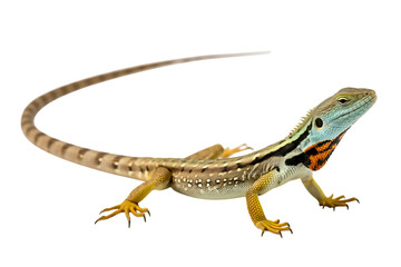 Collared iguana lizard isolated on transparent background