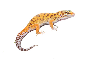 Obraz premium Orange and yellow leopard gecko on transparent background