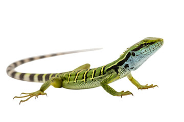 Fototapeta premium Asian water monitor lizard with striped tail
