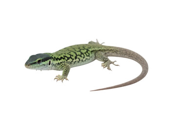 Obraz premium Green lizard close up