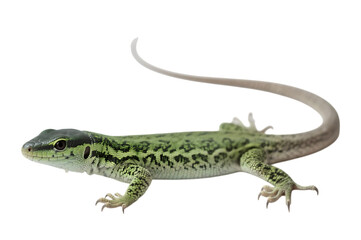 Obraz premium Isolated green lizard on transparent background